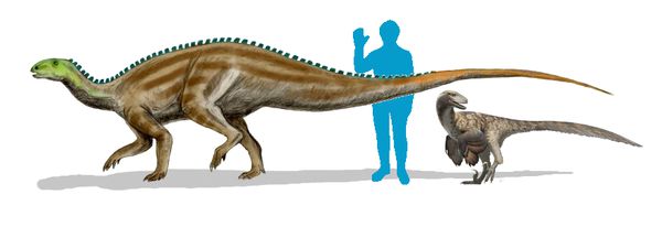 Illustration of the size of Deinonychus (right) relative to a modern human and relative to its usual prey, Tenontosaurus (left).