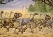 Did dinosaurs really hunt in groups?