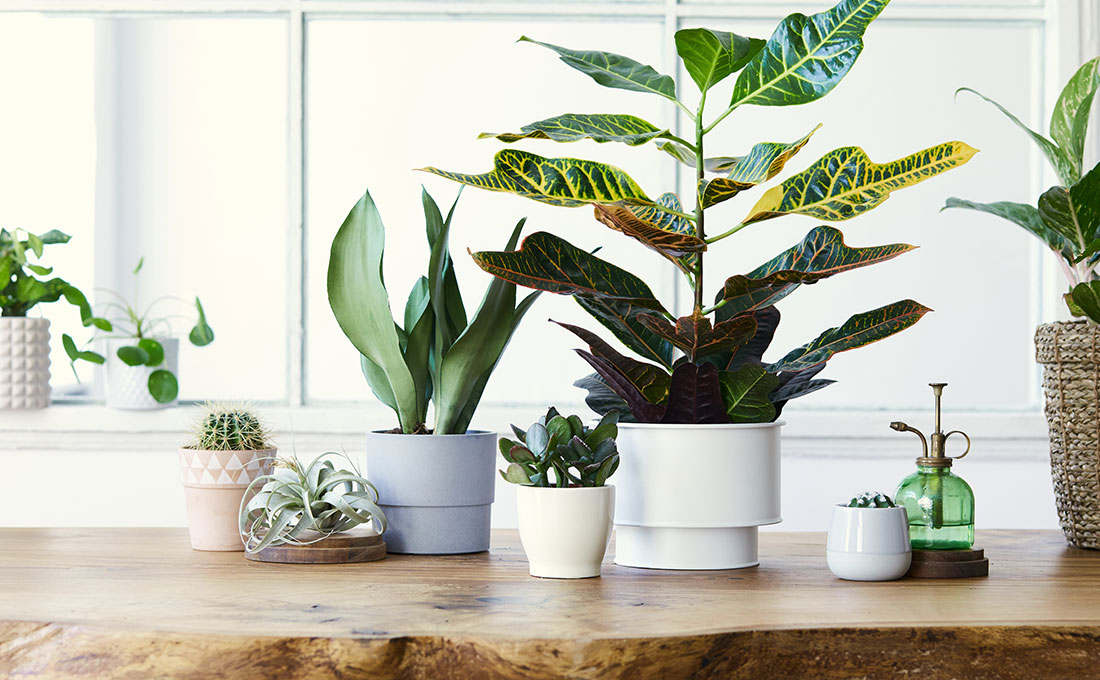 Advice on choosing plants in the house
