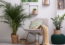 Indoor plants: which are the best for decorating your home?