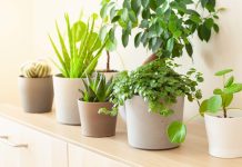 8 lucky plants according to “Feng Shui”